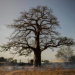 A baobab tree in the dry season