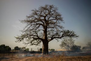 A baobab tree in the dry season