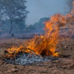 A brush fire burns crop residues in The Gambia