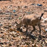 A West African Dwarf forages in the dry season