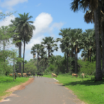 Cattle cross a road at the International Trypanotolerance Center