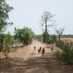 A herd of West African Dwarfs roams freely in The Gambia