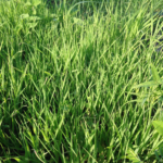 Lush browsing grasses grow freely at GGD's project site in Sanyang