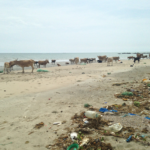 A roaming herd of N'Dama cattle on a Gambian beach